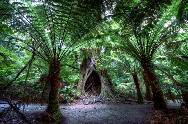 rừng mưa Otway, Melbourne với cây dương xỉ cổ đại trên Great Ocean Road