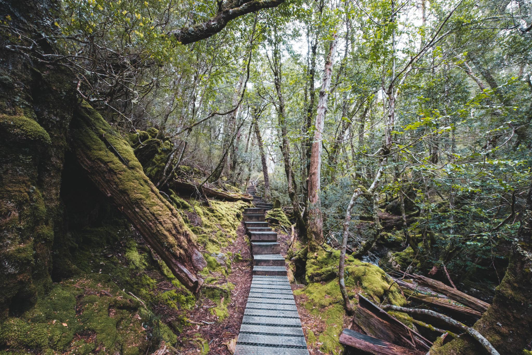 Du thuyền Gordon River giữa thiên nhiên hoang sơ Tây Tasmania