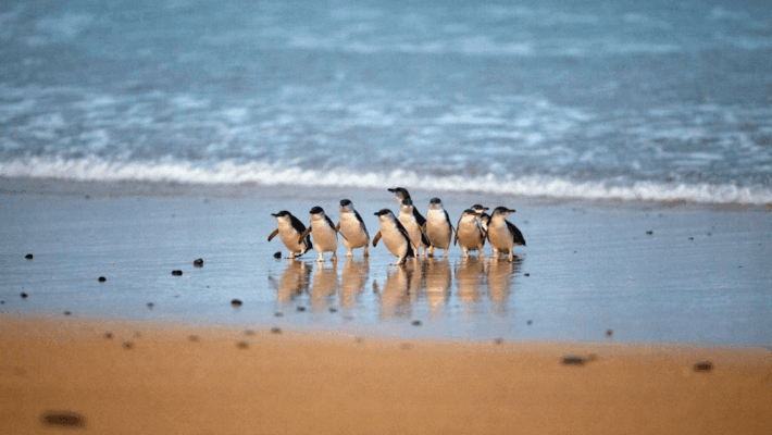 penguin parade Phillips Island little penguins walking to shore sunset Australia